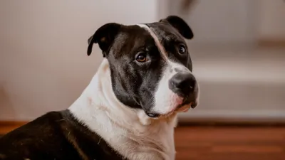 Staf Bull Dog Американская Собака Большая Собака — стоковые фотографии и  другие картинки Без людей - Без людей, Белый, В помещении - iStock