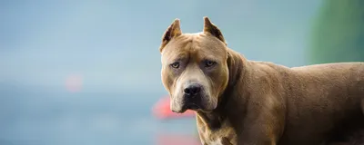 Собака порода американская акита и …» — создано в Шедевруме