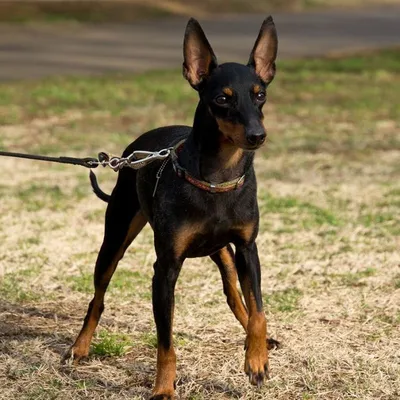 Английский той-терьер (English toy terrier) (Породы собак) английский той  терьер фото, английский той терьер купить, порода английский терьер,  английские породы собак, той терьер фото, той терьер описание Энциклопедия  о животных EGIDA.BY