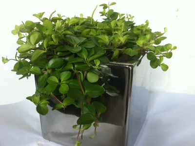 Пеперомия Тетрафилла Хоуп подвесная - купить, цена, отзывы в  интернет-магазине комнатных растений.