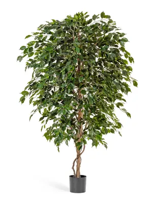 Фикус Пумила Уайт Санни (Ficus Pumila White Sunny) — Рассада цветов и  овощей.