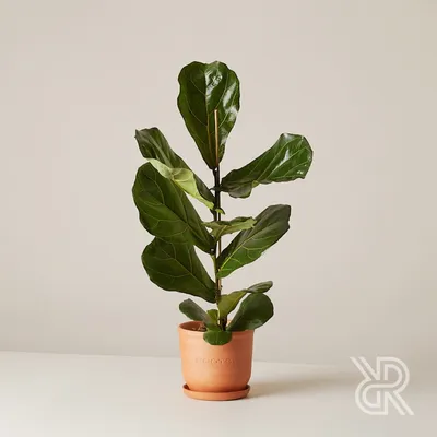 Фикус Бенджамина Кинки (Ficus Benjamina Kinky)