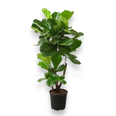 Купить Искусственное растение Фикус зеленый 130см в кашпо, ФитоПарк по  выгодной цене в интернет-магазине OZON.ru (707635088)
