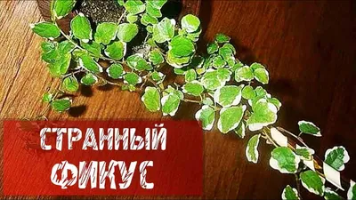 Фикус Кинки купить в 'Эдем'