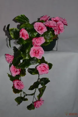 Ампельные розы фото фотографии
