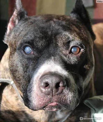 Американский стаффордширский терьер (American Staffordshire Terrier) - это  храбрая, верная и доминирующая порода собак. Фото, отзывы и описание.