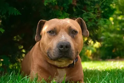 Собака Amstaff в лесу стоковое изображение. изображение насчитывающей  счастливо - 169071321