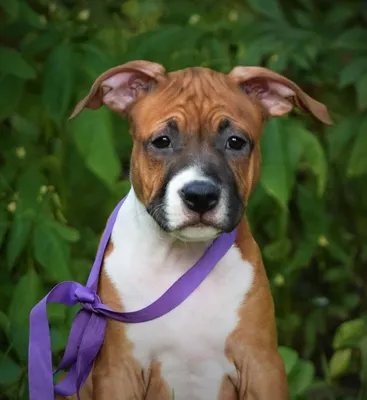 Терьер Amstaff 2 собак, играя Tog войны снаружи. Молодые и старые весело  собаки на заднем дворе Стоковое Фото - изображение насчитывающей  американская, любимчик: 196238208