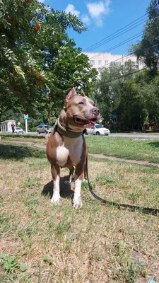 Пропала собака Зара, рыжая амстафф, ул. Академика Понтрягина 17, Москва. |  Pet911.ru