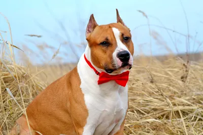 Терьер Amstaff 2 собак, играя Tog войны снаружи. Молодые и старые весело  собаки на заднем дворе Стоковое Фото - изображение насчитывающей  млекопитающее, американская: 196278694