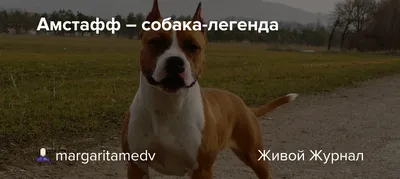 Картинка Амстафф собака Животные