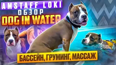 Собака Amstaff Американец - Бесплатное фото на Pixabay - Pixabay