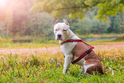 Скорость собаки в американского терьера Amstaff во дворе Стоковое  Изображение - изображение насчитывающей американская, друг: 196215505
