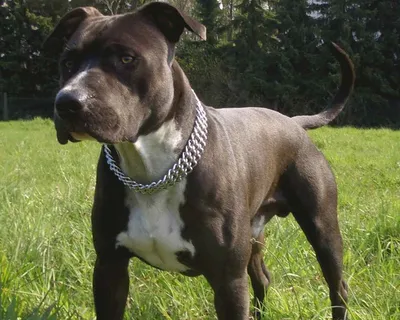 Американский стаффордширский терьер (American Staffordshire Terrier) - это  храбрая, верная и доминирующая порода собак. Фото, отзывы и описание.