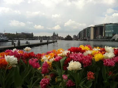 Амстердам тюльпаны фото фотографии