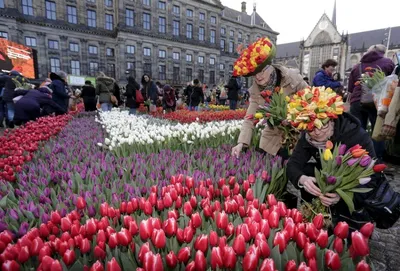 Цветы даром: как прошел День тюльпана в Амстердаме — Планета Флористики
