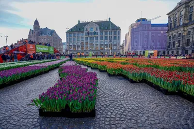 Ежегодный День тюльпанов в Амстердаме. | Florarea - О цветочном бизнесе |  Дзен