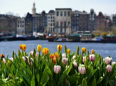 Цветы даром: как прошел День тюльпана в Амстердаме — Планета Флористики