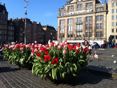 Амстердам тюльпаны (44 фото) - 44 фото