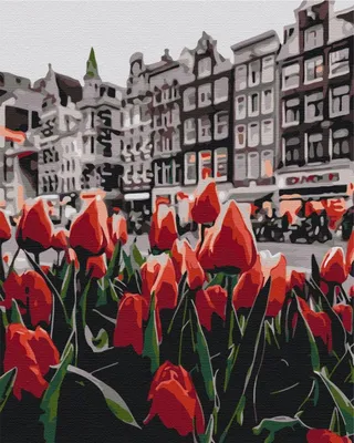 Тюльпаны из Амстердама