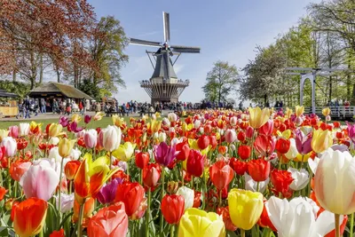 Фестиваль тюльпанов в Нидерландах: когда, где и куда ехать смотреть тюльпаны  в 2024