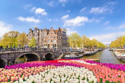 Модульная картина Тюльпаны Амстердам – ART-VEK