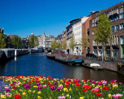 Тюльпаны на рынке цветка в Амстердаме. Стоковое Изображение - изображение  насчитывающей национально, европа: 30842437