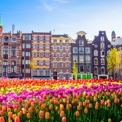 Тюльпаны с домами канала Амстердама Стоковое Изображение - изображение  насчитывающей нидерланды, красивейшее: 51210303