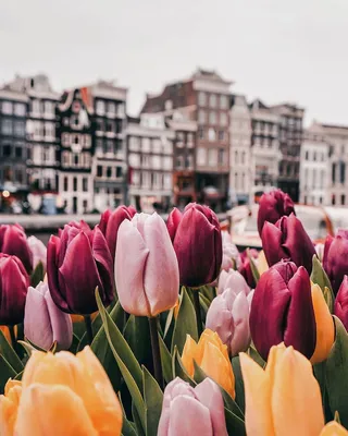 На Национальном дне тюльпанов в Амстердаме раздали 200 тысяч цветков |  Новости Приднестровья