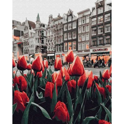 Амстердам в мае (или как провести майские праздники в столице тюльпанов)