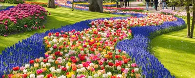 Цветет тюльпаны в Амстердаме Редакционное Фотография - изображение  насчитывающей садовничать, тюльпаны: 93252602