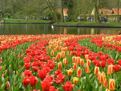 Картина по номерам Тюльпаны Амстердама, Rainbow Art, GX34169 - описание,  отзывы, продажа | CultMall