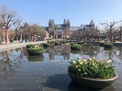 Голландия #тюльпаны #Амстердам | Фестиваль тюльпанов, Поле тюльпанов,  Природа