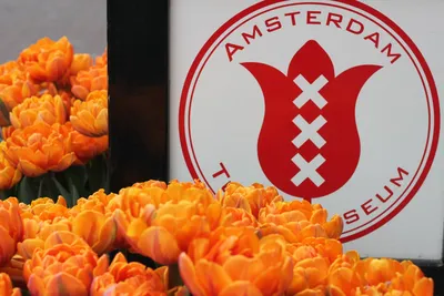 Тюльпаны Амстердама: Познань* – Берлин – Парк цветов Кенехоф* – Амстердам