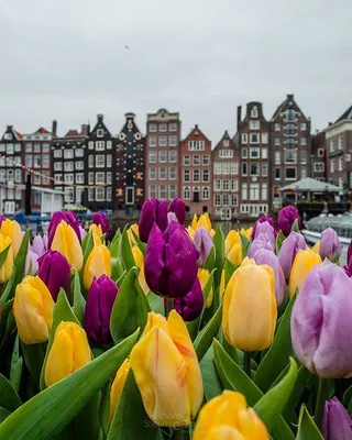 Фестиваль тюльпанов в Амстердаме в 2024 году | Amsterdam on Air