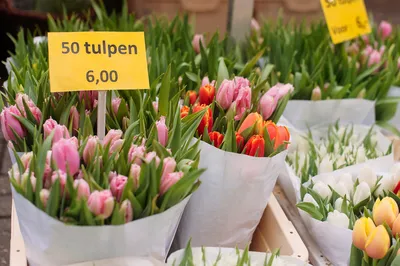 Тюльпан \"Амстердам\" - купить в Минске с доставкой, цена и фото в  интернет-магазине Cvetok.by