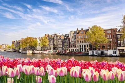 Из Амстердама: поездка на полдня в Кекенхоф и ферму тюльпанов | GetYourGuide