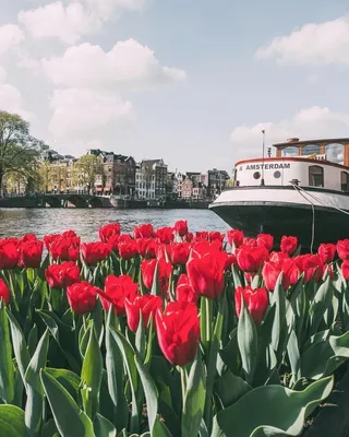 Музей тюльпанов, Амстердам — адрес, цены, режим работы, отзывы, как  добраться | Туристер.Ру