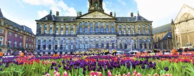 В Амстердаме начался фестиваль тюльпанов | Новости Приднестровья