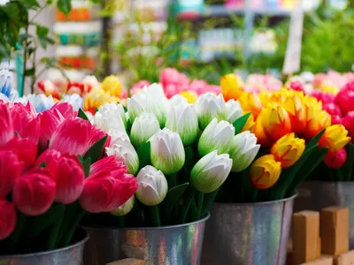Королевский \"Сад Европы\" с тысячами тюльпанов откроется недалеко от  Амстердама — Туризм