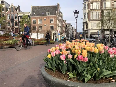 Амстердам: тюльпаны, свобода и злобные велосипедисты | Не галопом по  Европам | Дзен