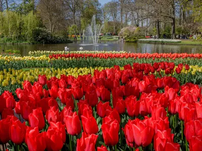 Тюльпаны в Амстердаме редакционное фотография. изображение насчитывающей  амстердам - 201168982
