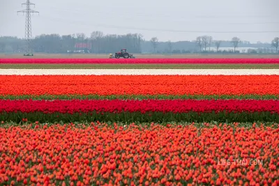 Сколько стоят тюльпаны в Амстердаме? | Амстердам On Air