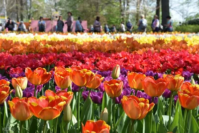 Фестиваль тюльпанов в Амстердаме акция на туры купить тур выгодно | APL  Travel