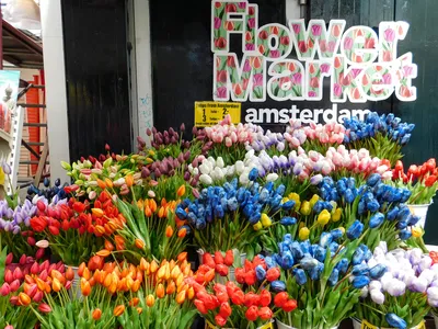 Выставка в Tulip Experience Amsterdam | Пикабу