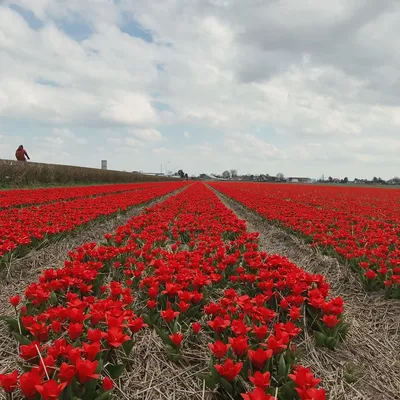 День тюльпанов в Амтердаме: что, где, когда? — Гид по Амстердаму и Голландии