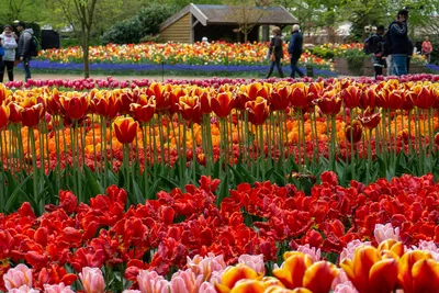 Тюльпаны Амстердам