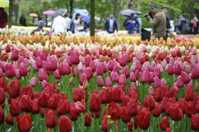 Выставка из 200 тысяч тюльпанов прошла в Амстердаме - 21.01.2024, Sputnik  Казахстан
