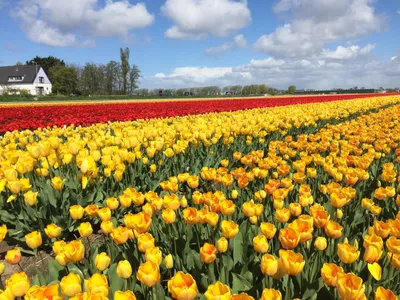 Загадай желание\": как прошел День тюльпана-2020 в Амстердаме — Планета  Флористики