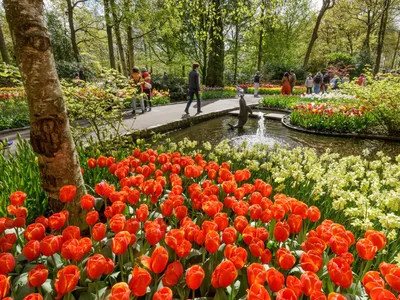 Amsterdam, Netherlands // Lisse // Tulip fields // Поля тюльпанов. Амстердам  | Farmland, Outdoor, Vineyard